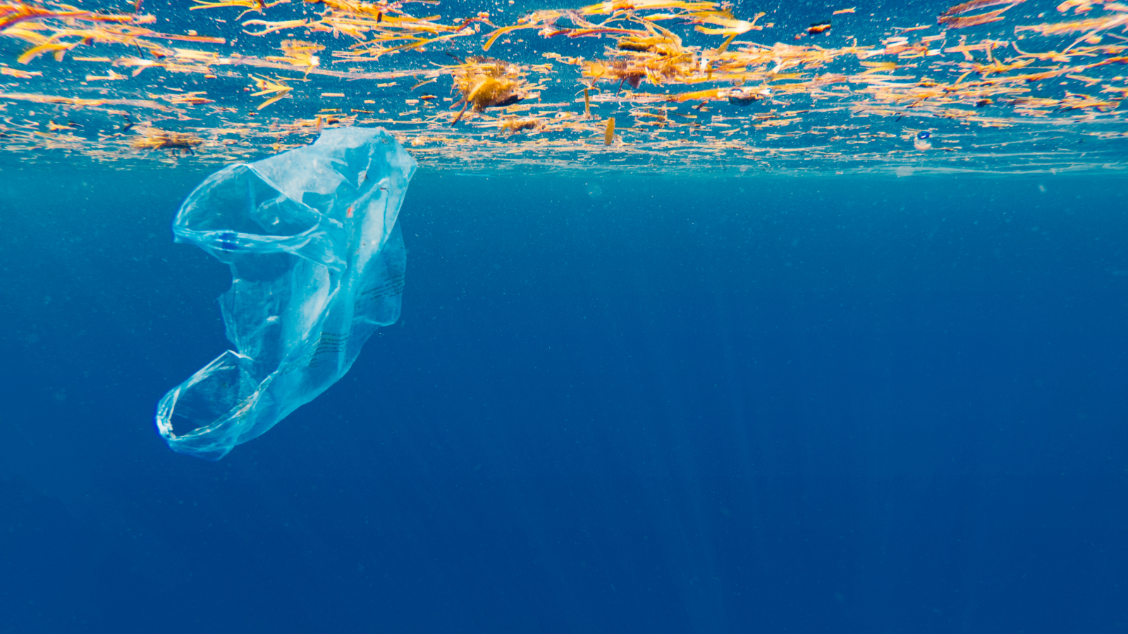 Plastic Bag Pollution