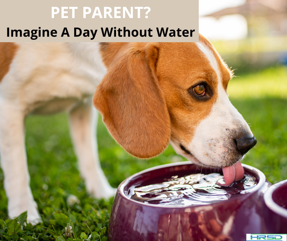 Dog drinking water IADWW