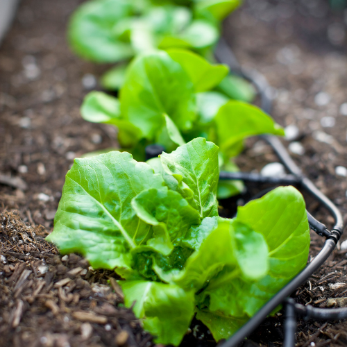 Growing lettuce