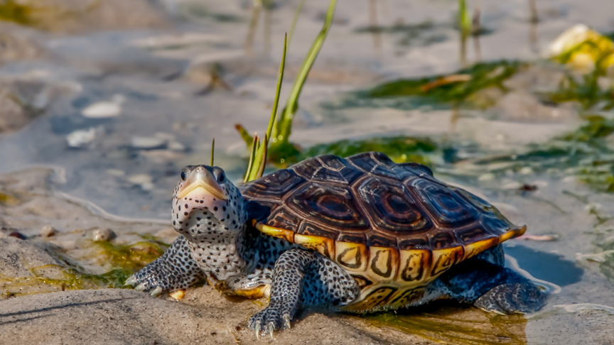 A diamondback terrapin on a mudflat.