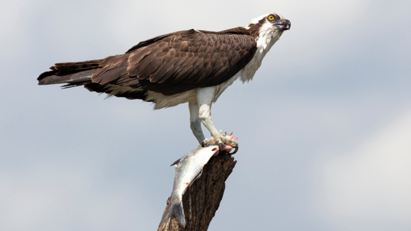 Osprey with fish