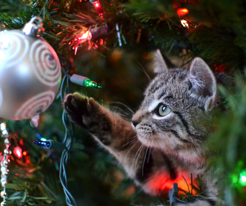 Christmas Tree with Cat