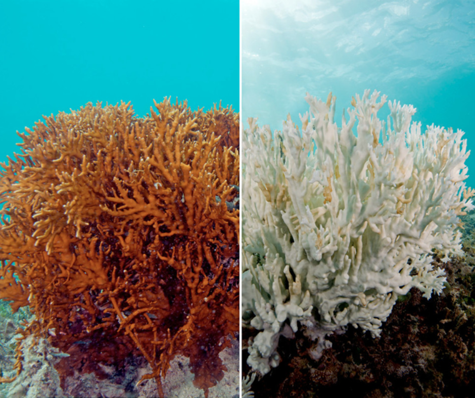 coral reefs