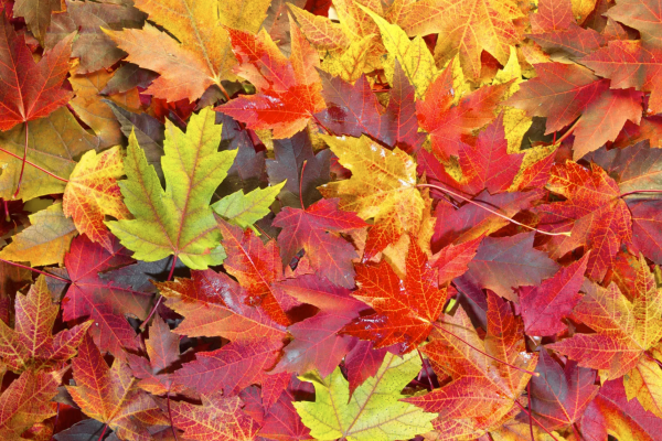 Fall leaves on the ground