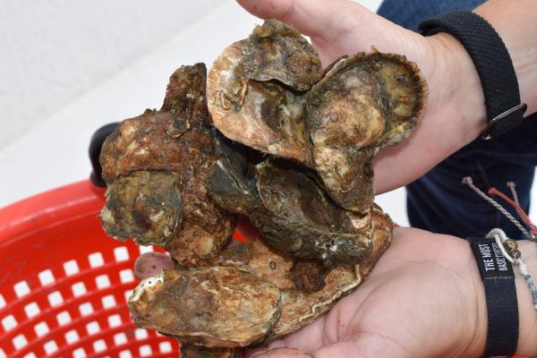 Oysters raised at HRSD's Boat Harbor Treatment Plant