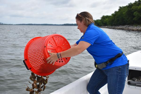 HRSD staff release oysters in the Elizabeth River